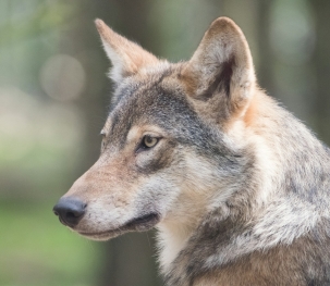 Europees Parlement stemt in met versoepeling beschermingsstatus wolf 
