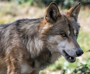 EU-lidstaten stemmen in met aanpassing beschermingsstatus wolf 